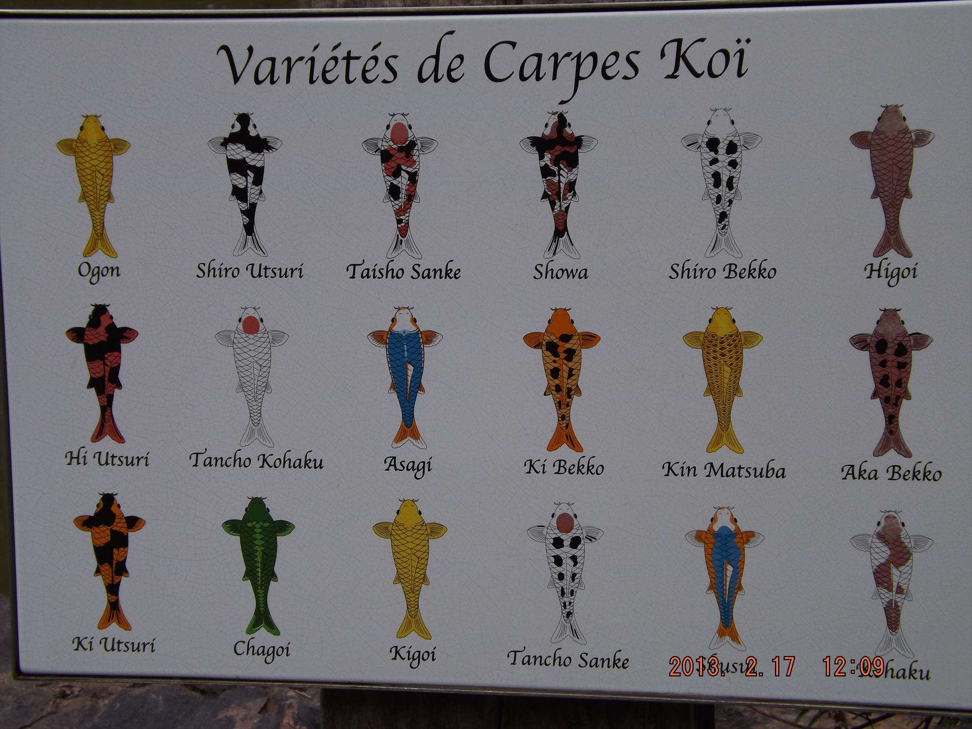 Crapi salbatici si alti pesti - dscf0180.jpg